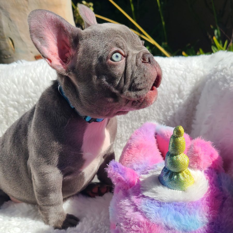 Cinderella - Light Blue Collar