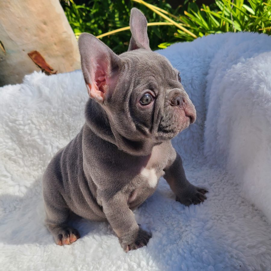 Princess Tiana Disney