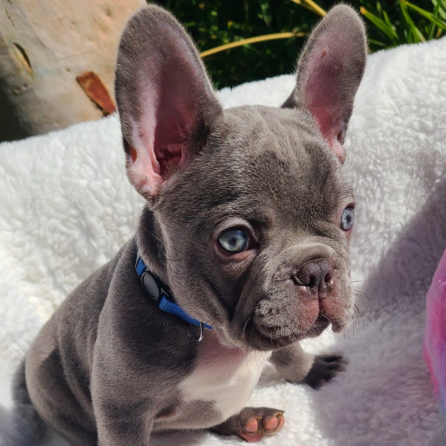 Princess Elsa - Blue Collar