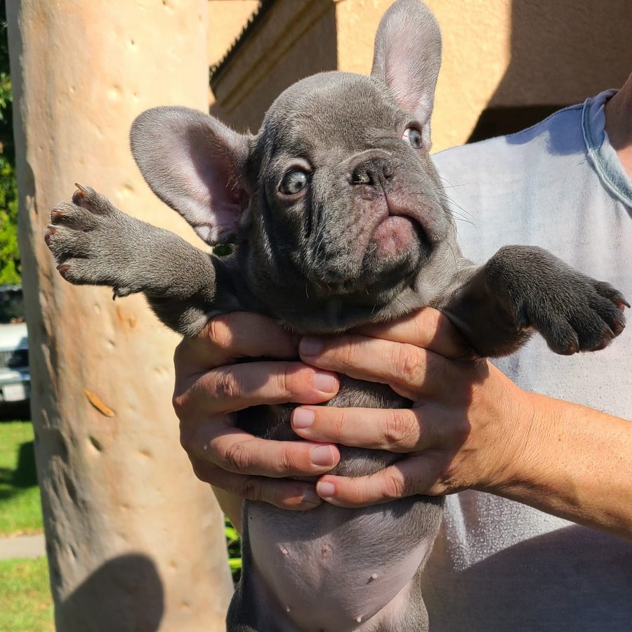 Princess Ariel Disney Magic